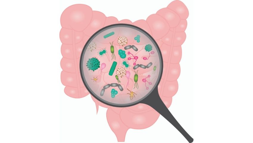 microbiote intestinal